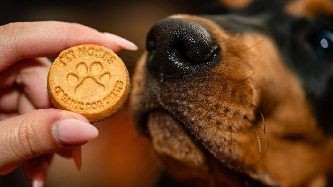 Peanut Butter & Banana Box Treats 5lbs – Wet Noses